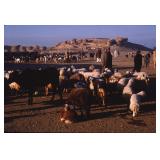 Kodachrome Photo Slide and Digital Print Set Sheph