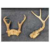 2 Deer Antler On Skulls
