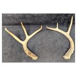 2 Deer Shed Antlers A1