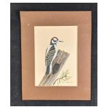 Downy Woodpecker by Karl Karalus