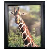 Animal Kingdom Giraffe Wild Animal Canvas Picture