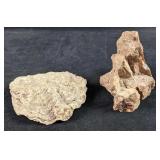 Piece Of Petrified Wood And Fossilized Oyster Shel