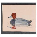 Redhead Duck by Karl Karalus