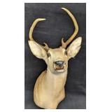 Vintage 5 Point Buck Deer Head & Shoulder Taxiderm