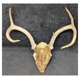 5 Point Deer Antler Skull Cap Attached