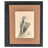 Downy Woodpecker by Karl Karalus