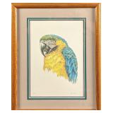 Framed Jim Wilson Signed & Numbered Parrot Pri