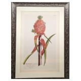 Framed Georg Dionysius Ehret Ananas II Print
