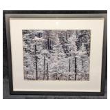 Framed Pine Forest In The Show Photo