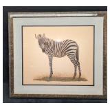 Framed Young Zebra Print By T.H. Farnsworth