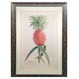 Framed Georg Dionysius Ehret Ananas Print