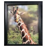 Animal Kingdom Giraffe Wild Animal Canvas Picture