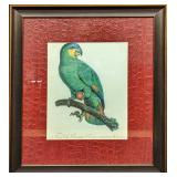 Orange Winged Parrot Framed Fine Art Print