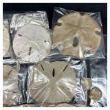 Natural Sand Dollars and Shell Collectible Assorte