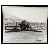 "Buffalo Parking" Silver Gelatin Print Yellowstone
