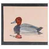 Redhead Duck by Karl Karalus