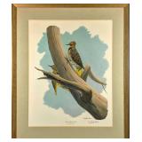 Framed Vintage Richard Sloan Yellow Shafted Flicke