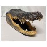 Florida Lake Okeechobee Giant American Alligator H