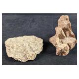 Piece Of Petrified Wood And Fossilized Oyster Shel