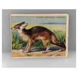 1910 Hassan Cigarettes Black-Backed Jackel Damage