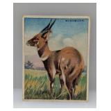 1910 Hassan Cigarettes Bushbuck Series Damaged