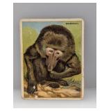 1910 Hassan Cigarettes Baboon Animal Damaged