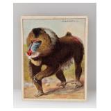 1909 Hassan Cigarettes Mandrill 50 Corners/MK