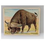 1909 Hassan Cigarettes Cape Buffalo 16 Damage