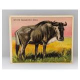 1910 Hassan Cigarettes WHITE-BEARDED GNU Damage