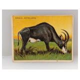 1910 Hassan Cigarettes SABLE ANTELOPE Damage