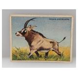 1910 Hassan Cigarettes Non Sport ROAN ANTELOPE DMG