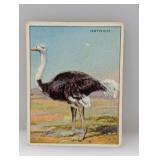 1910 Hassan Cigarettes Non Sport OSTRICH DMG