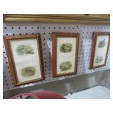 VTG S/3 DUCK/BIRD PICTURES