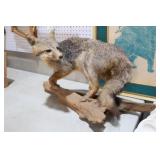 OLD FOX MOUNT FUR COMING OUT