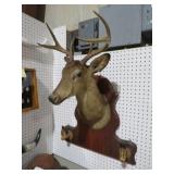 NICE 8 PT DEER MOUNT