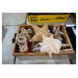 COLL. SEASHELL, STARFISH, MISC