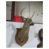 7 POINT BUCK MOUNT
