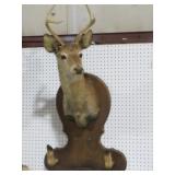 6 POINT MOUNTED BUCK WITH DEER HOOF RIFLE HOLDER