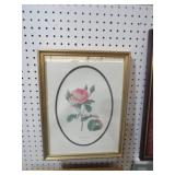 FRAMED ROSE MUSCODA PRINT 13X18