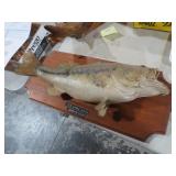 7LB VINTAGE LARGE MOUTHED BASS TAXIDERMY