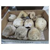 COLL. TURLES SHELLS & DEER HOOFS