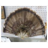 TURKEY FAN TAIL FEATHER MOUNT