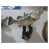 LRG MOUTH BASS MOUNTED FISH