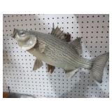 STRIPED BIG MOUTH BASS ON DRIFTWOOD