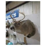 10 PT DEER HEAD MOUNT