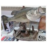 BASS TAXIDERMY