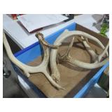 COLLECTION OF ANTLERS