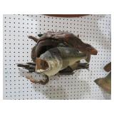 SMALL BASS MOUNTED IN DRIFTWOOD