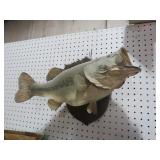 MOUNTED FISH TAXIDERMY