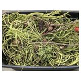 Bundle holiday greenery.